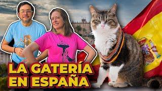 EXPLORANDO “LA GATOTECA”: EL PRIMER CAT CAFÉ DE MADRID  LA GATERÍA TV