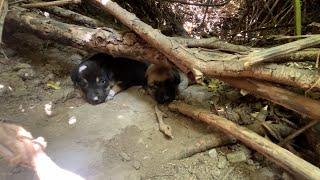 Puppies Born in the Bushes Started to Roam with Their Mothers