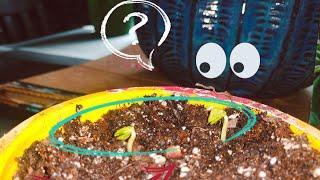 Is it possible to Germinate Apple  seeds in 3 days with this method!!!