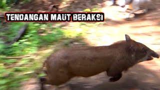 BERBURU BABI HUTAN DI KOTO TABUAH BATU GADANG