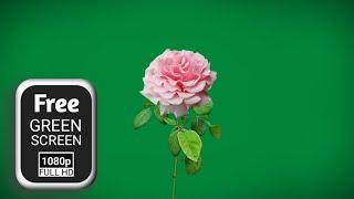 rose green screen video | rose green screen effects | flower green screen