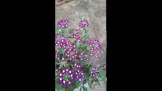 Verbena flowers in a small pot#shorts #viral #youtubeshorts #trending #short #greengardening