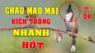 CHÀO MÀO MÁI KÍCH TRỐNG CĂNG LỬA  - CÁCH KÍCH LỬA CHÀO MÀO SỔ BỌNG HÓT CHÉ #chàomàohót