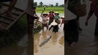 DETIK DETIK BUAYA DI SAWAH! PETANI TENANG SEOLAH SUDAH BIASA! 