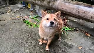 The pregnant dog mom musters her courage in a heavy rain, trying to follow a passerby home.