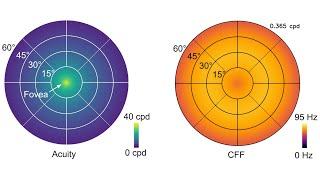 Eccentricity-dependent Spatio-temporal Flicker Fusion for Foveated Graphics | SIGGRAPH 2021