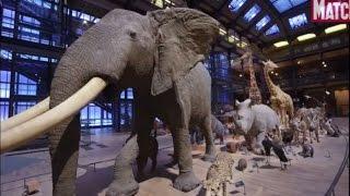 La Grande Galerie de l'Evolution mise en beauté et en lumière