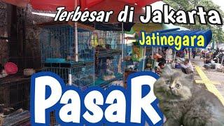 Kondisi  Pasar JAtinegara 2024Cek puluhan  Kucing persia