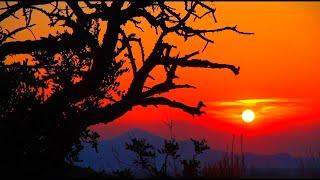  AFRICA NIGHT SOUND 8 Hours - Savannah ambience sleeping relaxation background safari jungle