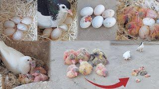 Put 6 eggs under the pigeon |Alhamdulillah 6 babies came out