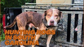 Hunting Wild Hogs with Dogs - SC June Hunt