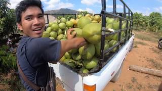 Coconut Harvesting by climbing