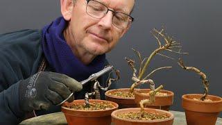 What you need to know about creating interesting bonsai with root cuttings.