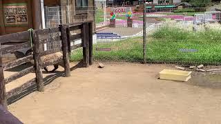 Mr Capybara just going home @Mother Farm Tokyo Japan Aug.3.2019