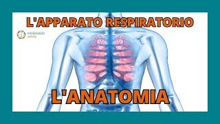 L'APPARATO RESPIRATORIO | L'ANATOMIA | INFERMIERI Online