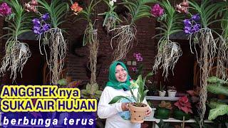 ANGGREK SUKA AIR HUJAN, JADI TUMBUH SUBUR & BERBUNGA TERUS || Rabayan Orchid Lampung.