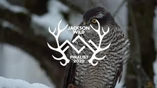 Jackson Wild Media Awards Finalist 2020: FeatheredFriends