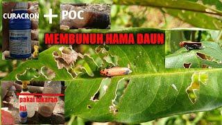 Cara mengatasi Hama Daun Durian Bolong Bolong ulah si hama merah si kepala Segitiga dkk, + Ukuran