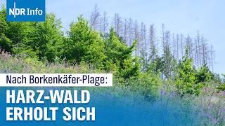 Harz-Wald erholt sich: Nach Borkenkäfer-Krise sorgt Regen für neuen Aufschwung | NDR Info