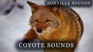 Coyote Sounds | Animal Sounds with Peter Baeten