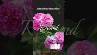 "Rewind" by Marhkia|Prod Toure Caldwell|Mixed &Mastered @KeepFlowingProductions