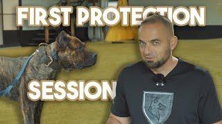 Presa Canario Protection Assessment