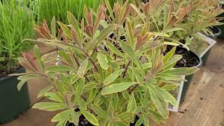 Euphorbia 'Ascot Rainbow' (Spurge) // Very USEFUL perennial with UNIQUE foliage and flowers