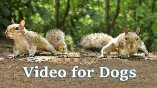 TV for Dogs : Videos for Dogs to Watch - Squirrels