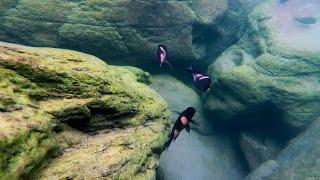 Swimming With Cichlids - Tropheus sp. black - Mahale National Park