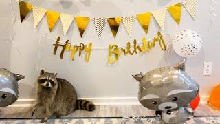 Cheeto The Raccoon Celebrates His First Birthday!