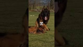 Scary dogs transformation ️ | vadla's fun & info #trending #shorts