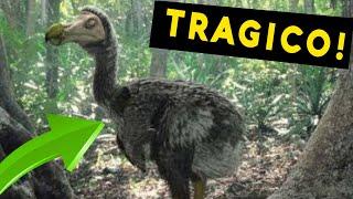 El "Triste Final del DODO"  La Tragica EXTINCIÓN que conmociono al Mundo! ️