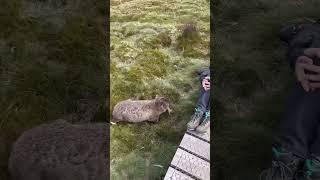 Cute Wild Wombats @ Cradle mountain