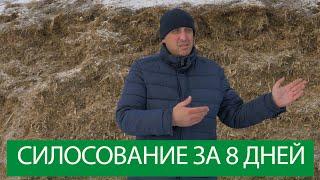 Не верю! Силосование за 8 дней. Зоотехник про Пробактил