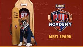 MEET SPARK | PUP ACADEMY