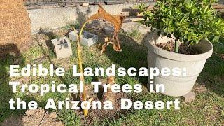 Edible landscape - Exotic Fruit Trees in the Desert, Arizona Tropical Trees