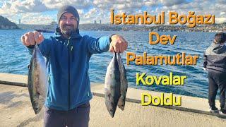 DEV PALAMUTLAR BOĞAZ'DA - BOŞ KOVA KALMADI - İSTANBUL KASIM 2024