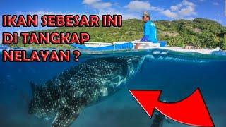 10 Hewan Laut Terbesar Yang Pernah Ditangkap Nelayan