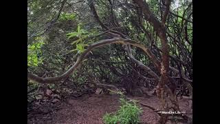 RAINY FOREST WALK