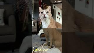 A Coraline ginger cat filter #theccu #cat #coraline #gingercat #catshorts #catvideos #catparty #cute