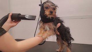Very tiny Yorkshire Terrier excited at the groomers