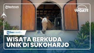 TRIBUN TRAVEL UPDATE: Sukasikuda Stable, Wisata Berkuda yang Unik di Sukoharjo