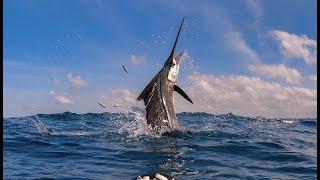 Sailfish Swim