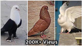 Kabootar ki video  || Kabutar status || Sirazi kabutar || Fancy pigeon || Kalduma kabootar|