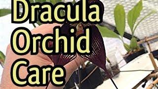 Orchid Care: Cool Growing Dracula orchids care instructions / Dracula orchid flowers