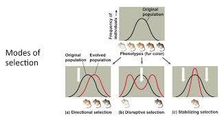 Microevolution