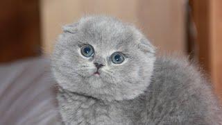 Семья купила через интернет котёнка за 500 рублей и привезла домой. Котик оказался с подвохом