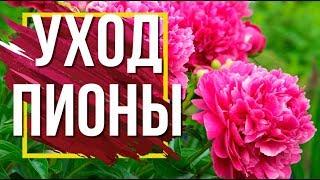 Уход За Пионами  Как удобрять пионы  Советы От Garden Zoo