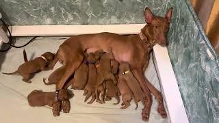 2.5 week old Pharaoh Hound puppies - litter of 10!  "Swayzie x Surf" - @nefer-temu