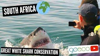 GoEco VOLUNTEER Trip Vlog - Great White Shark Conservation in South Africa